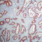 Keratin 20 antibody, LS-C88138, Lifespan Biosciences, Immunohistochemistry frozen image 