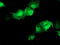 Akt antibody, TA504232, Origene, Immunofluorescence image 