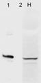 AHSA1 antibody, NBP2-12891, Novus Biologicals, Western Blot image 