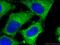 Sestrin-2 antibody, 66297-1-Ig, Proteintech Group, Immunofluorescence image 