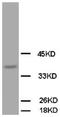 OBCAM antibody, AP23335PU-N, Origene, Western Blot image 