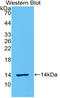 C-X-C Motif Chemokine Ligand 8 antibody, LS-C301182, Lifespan Biosciences, Western Blot image 