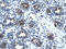 GLT-1 antibody, ARP33840_P050, Aviva Systems Biology, Immunohistochemistry paraffin image 