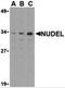 Nuclear distribution protein nudE-like 1 antibody, 3009, ProSci, Western Blot image 