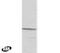Retinoid X Receptor Beta antibody, PA1-9097, Invitrogen Antibodies, Western Blot image 