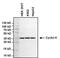 Cyclin H antibody, MA3-025, Invitrogen Antibodies, Western Blot image 