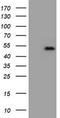 Zinc finger and SCAN domain-containing protein 4 antibody, CF800448, Origene, Western Blot image 