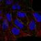 Par-6 Family Cell Polarity Regulator Gamma antibody, HPA047017, Atlas Antibodies, Immunofluorescence image 