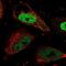 Cell division cycle 7-related protein kinase antibody, NBP2-32708, Novus Biologicals, Immunofluorescence image 