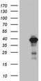 Death Effector Domain Containing antibody, TA811967S, Origene, Western Blot image 
