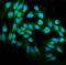 ZBP1 antibody, A04739-2, Boster Biological Technology, Immunofluorescence image 