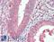 DIX Domain Containing 1 antibody, LS-C290763, Lifespan Biosciences, Immunohistochemistry paraffin image 