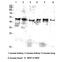 Fc Fragment Of IgG Receptor Ia antibody, STJ98739, St John