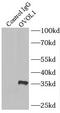 Putative transcription factor Ovo-like 1 antibody, FNab06047, FineTest, Immunoprecipitation image 