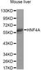 HNF-4-alpha antibody, LS-C749014, Lifespan Biosciences, Western Blot image 