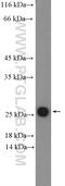 ADP-ribosylation factor-like protein 4C antibody, 10202-1-AP, Proteintech Group, Western Blot image 