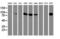 Phosphofructokinase, Platelet antibody, LS-C173558, Lifespan Biosciences, Western Blot image 