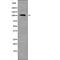 Catenin delta-1 antibody, PA5-64667, Invitrogen Antibodies, Western Blot image 
