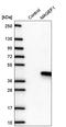 MAGE Family Member F1 antibody, HPA054190, Atlas Antibodies, Western Blot image 