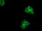 RalA Binding Protein 1 antibody, TA500890, Origene, Immunofluorescence image 