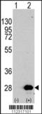 HSP 25 antibody, TA302049, Origene, Western Blot image 