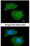 Fatty Acid Binding Protein 4 antibody, PA5-30591, Invitrogen Antibodies, Immunofluorescence image 