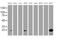 PYD And CARD Domain Containing antibody, MA5-26363, Invitrogen Antibodies, Western Blot image 