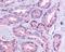 Olfactory receptor 51E1 antibody, NLS1854, Novus Biologicals, Immunohistochemistry frozen image 