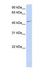 Cyclin Dependent Kinase 18 antibody, orb327618, Biorbyt, Western Blot image 