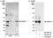ZW10 Interacting Kinetochore Protein antibody, A300-781A, Bethyl Labs, Western Blot image 