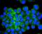 ATF4 antibody, NBP2-67766, Novus Biologicals, Immunocytochemistry image 