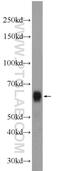 B-cell lymphoma 3 protein antibody, 23959-1-AP, Proteintech Group, Western Blot image 