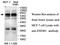 Zinc Finger Protein 483 antibody, MBS416367, MyBioSource, Western Blot image 