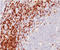 CD5 Molecule antibody, AM32836PU-S, Origene, Immunohistochemistry frozen image 