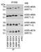 Serine/threonine-protein kinase 4 antibody, A300-465A, Bethyl Labs, Immunoprecipitation image 