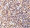 Deoxyribonuclease-2-alpha antibody, A08512, Boster Biological Technology, Immunohistochemistry paraffin image 