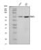 N(2),N(2)-dimethylguanosine tRNA methyltransferase antibody, A10628-2, Boster Biological Technology, Western Blot image 