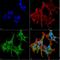 Protein piccolo antibody, NBP1-49453, Novus Biologicals, Immunofluorescence image 