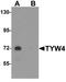 Leucine Carboxyl Methyltransferase 2 antibody, NBP1-76585, Novus Biologicals, Western Blot image 