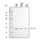 Mitochondrially Encoded NADH:Ubiquinone Oxidoreductase Core Subunit 6 antibody, A03777-2, Boster Biological Technology, Western Blot image 