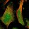 Intermediate Filament Family Orphan 2 antibody, NBP1-91092, Novus Biologicals, Immunofluorescence image 