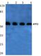 CREB2 antibody, AP06023PU-N, Origene, Western Blot image 