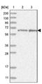 Sialidase-4 antibody, NBP2-32682, Novus Biologicals, Western Blot image 
