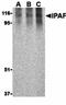 NLR Family CARD Domain Containing 4 antibody, orb74492, Biorbyt, Western Blot image 