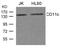 CD11C antibody, 79-683, ProSci, Western Blot image 