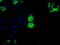 Basigin (Ok Blood Group) antibody, TA501212, Origene, Immunofluorescence image 