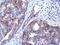 Coenzyme Q8A antibody, PA5-29125, Invitrogen Antibodies, Immunohistochemistry paraffin image 