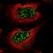 Deleted In Primary Ciliary Dyskinesia Homolog (Mouse) antibody, HPA036603, Atlas Antibodies, Immunofluorescence image 