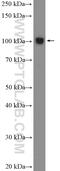 Protein CLEC16A antibody, 26257-1-AP, Proteintech Group, Western Blot image 