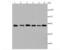 Fascin Actin-Bundling Protein 1 antibody, NBP2-66832, Novus Biologicals, Western Blot image 